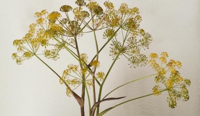 Sa Ferula