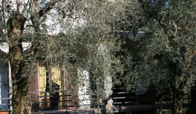 La terrazza sugli ulivi