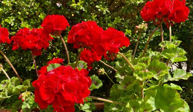 Appartamento "Il Geranio"