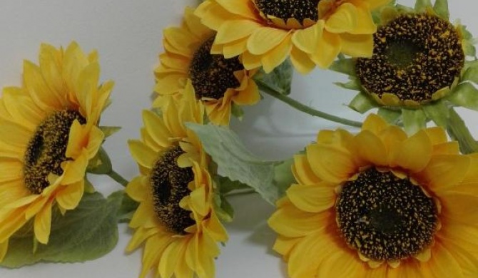 Girasole Grazioli 47